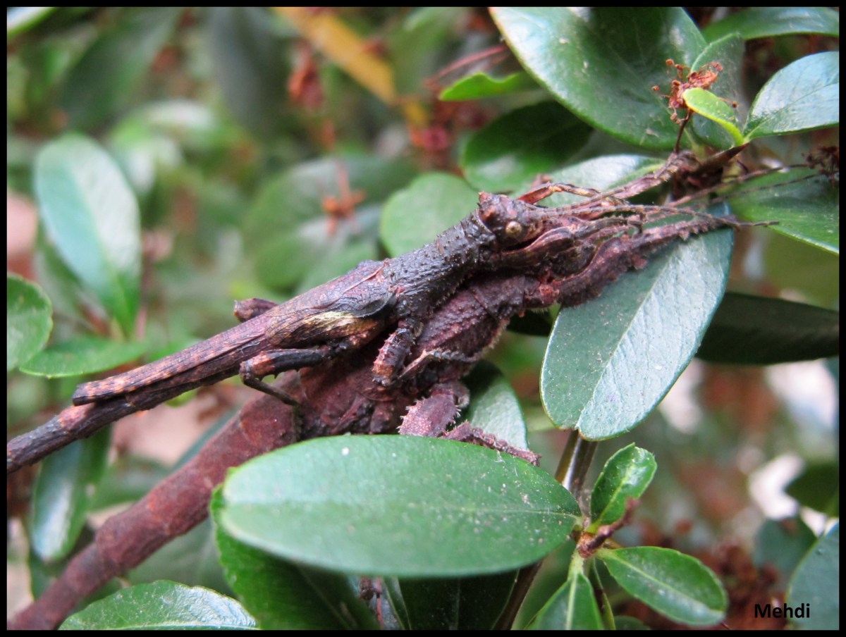 Melophasma antillarum P.S.G. N°370&nbsp;(Guadeloupe)