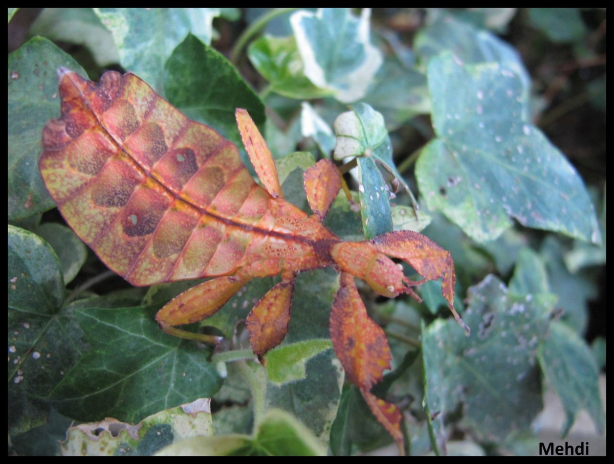 Phyllium tobeloense &laquo;&nbsp;Galela&nbsp;&raquo; (Moluques,&nbsp;Indonésie)