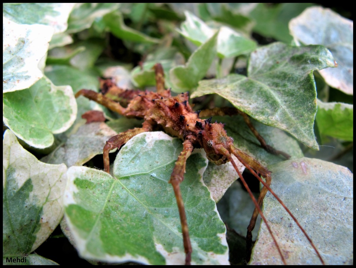 Aretaon sp &laquo;&nbsp;Palawan&nbsp;&raquo; P.S.G. N° 329&nbsp;(Philippines)