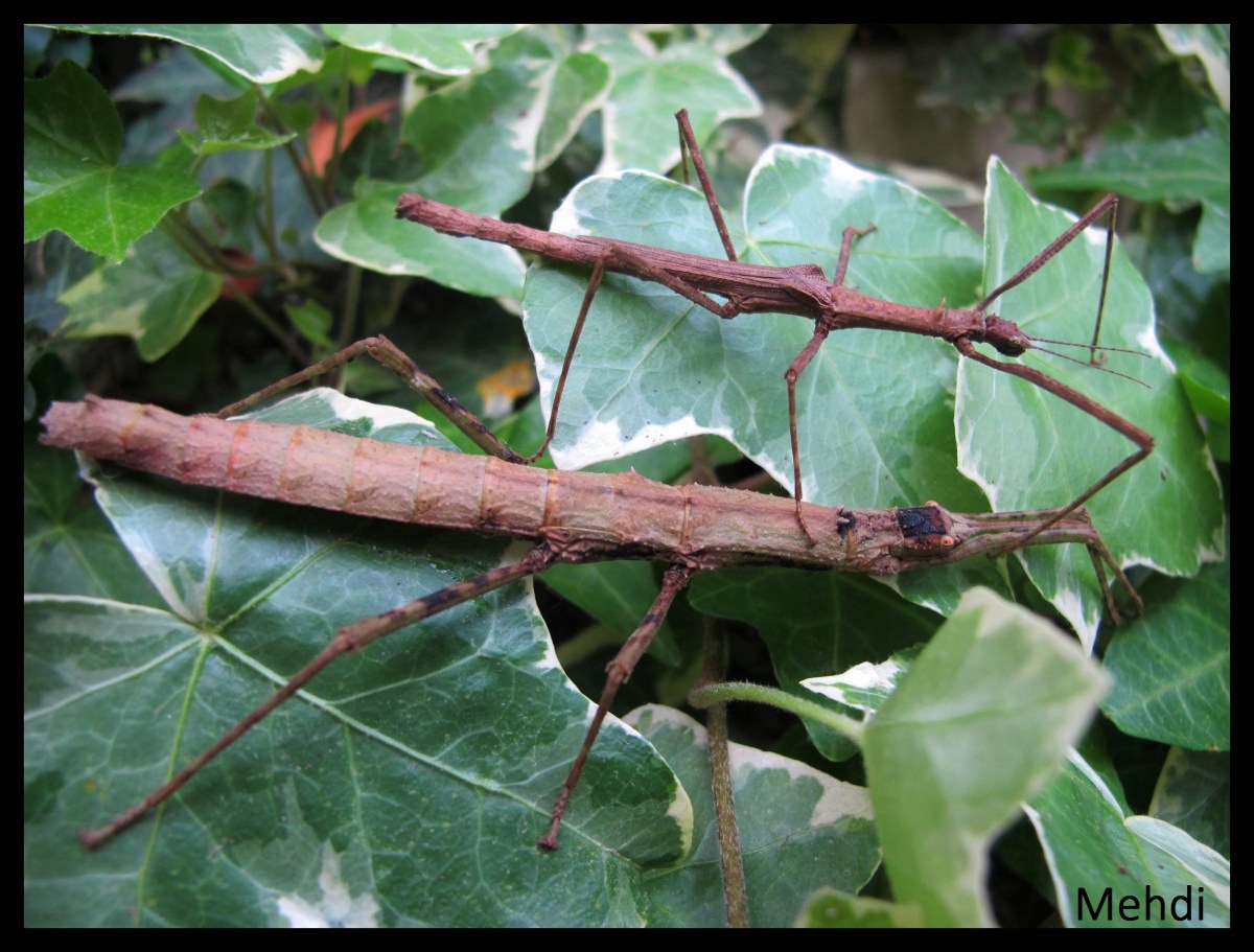 Dimorphodes sp &laquo;&nbsp;Misool&nbsp;&raquo; P.S.G. N° 366&nbsp;(Indonésie)