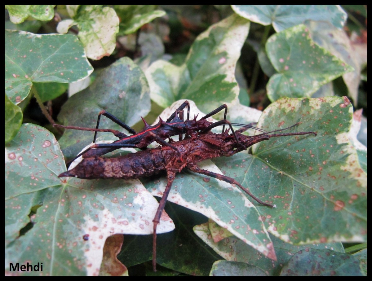 Hoploclonia gecko P.S.G. N°110&nbsp;(Sarawak)