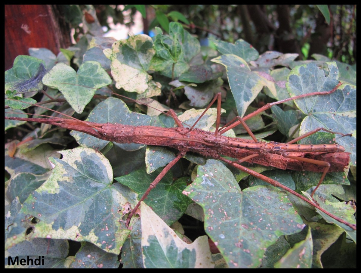 Oxyartes lamellatus P.S.G. N° 182&nbsp;(Vietnam)