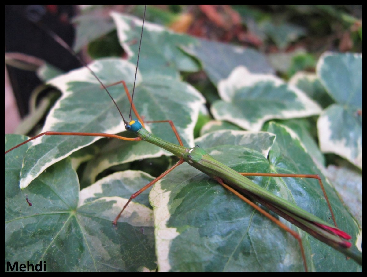 Marmessoidea rosea &laquo;&nbsp;Tapah Hills&nbsp;&raquo; P.S.G. N° 46&nbsp;(Malaisie)
