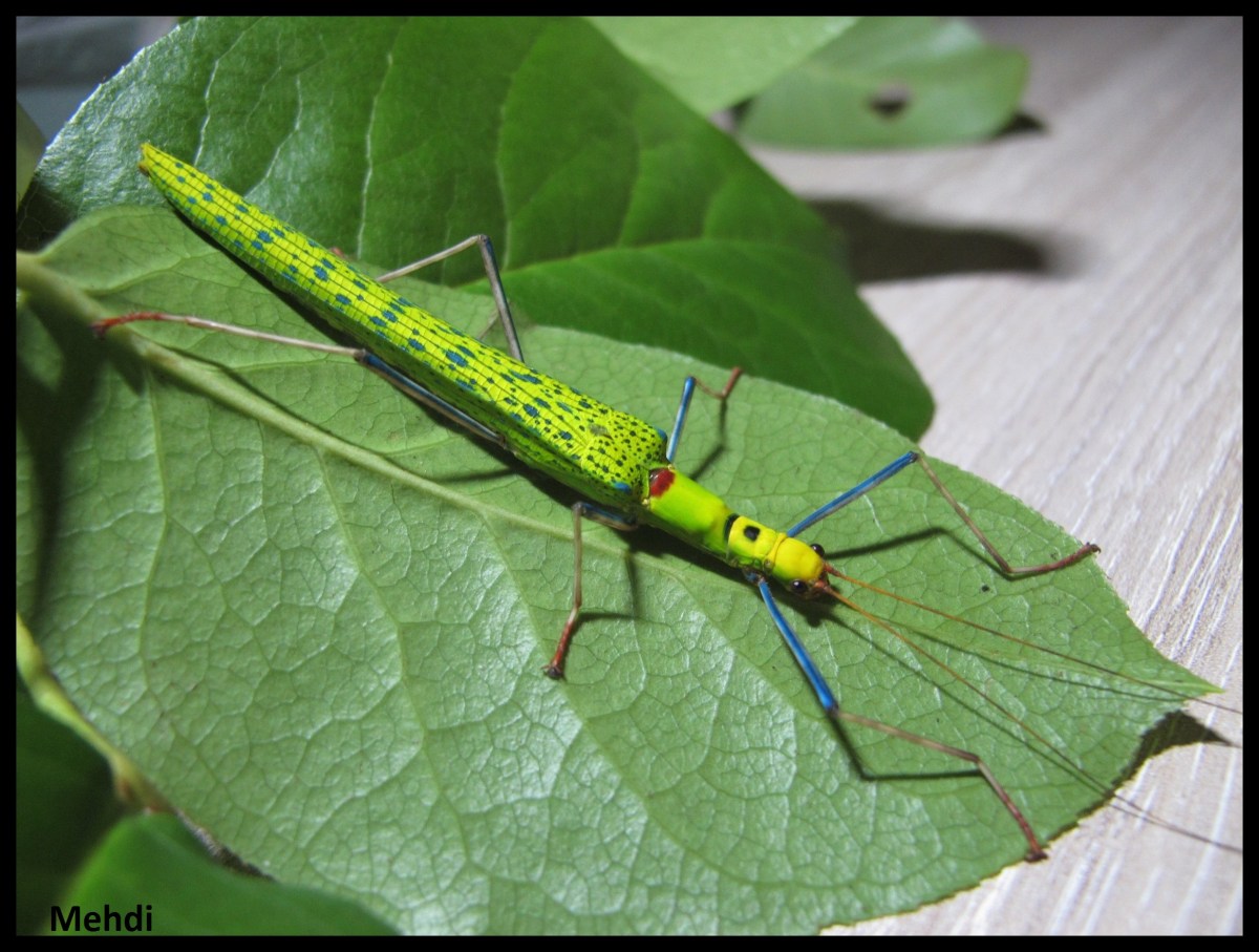 Généralités sur les phasmes et leur&nbsp;élevage