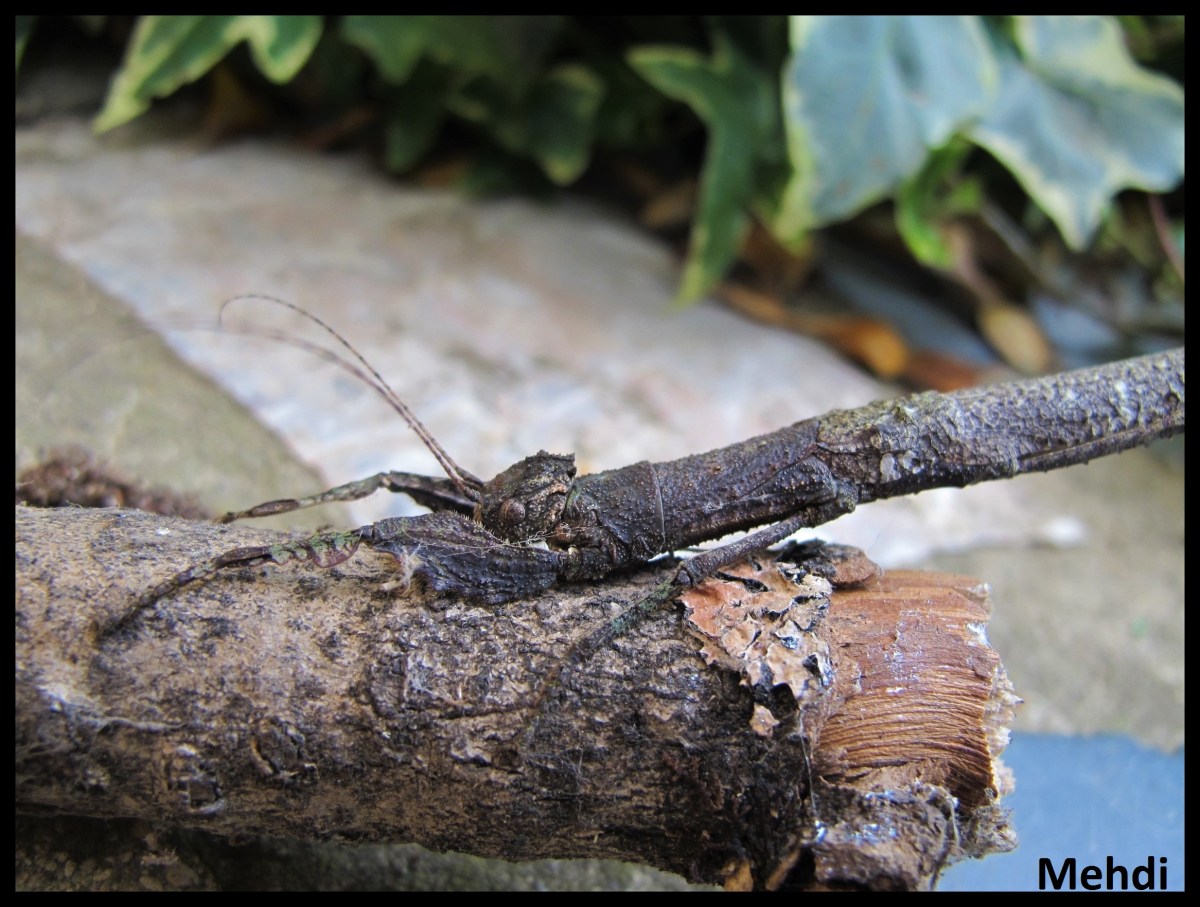 Neoclides buescheri &laquo;&nbsp;Bako&nbsp;&raquo; (Sarawak,&nbsp;Bornéo)