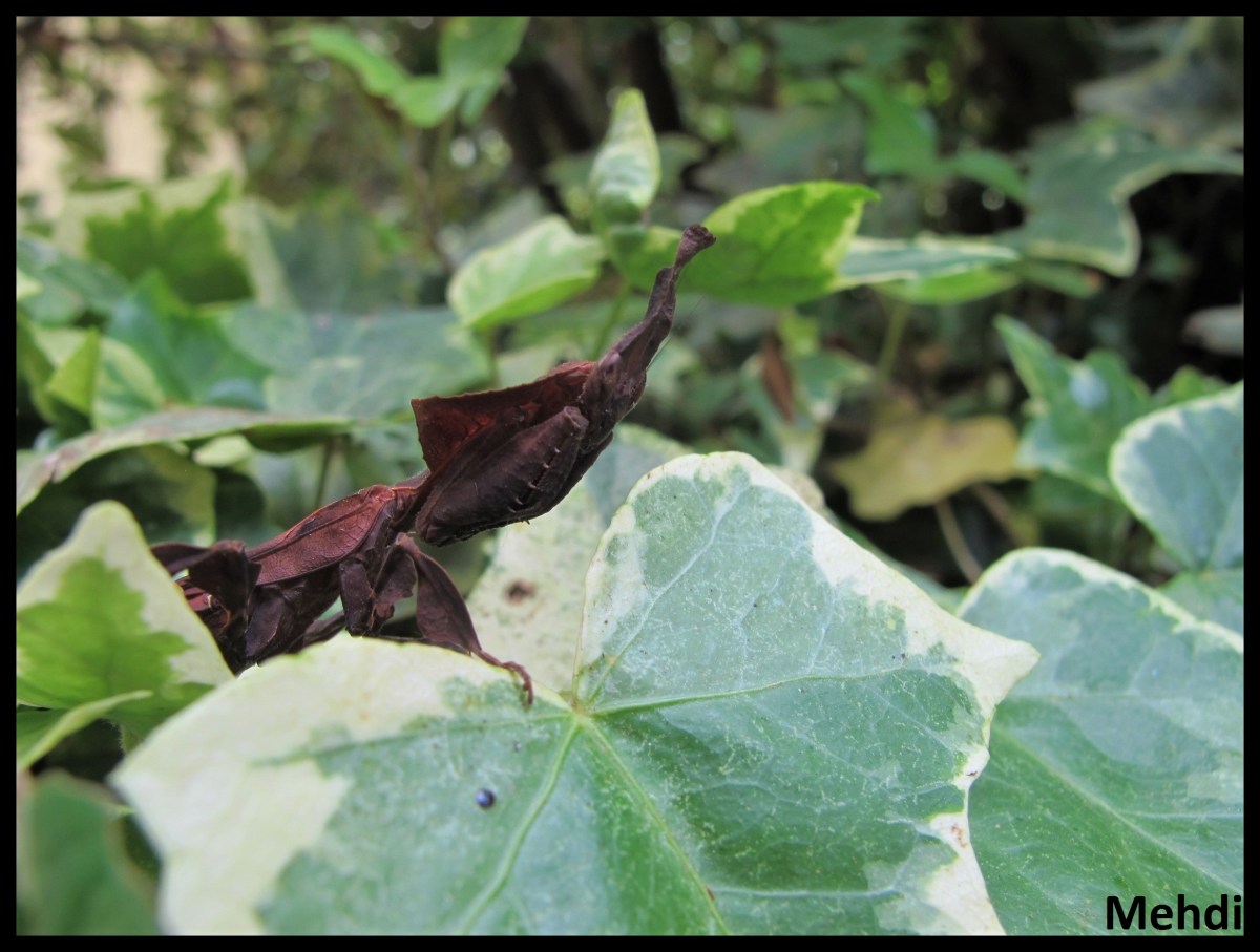 Phyllocrania paradoxa (Afrique&nbsp;subsaharienne)