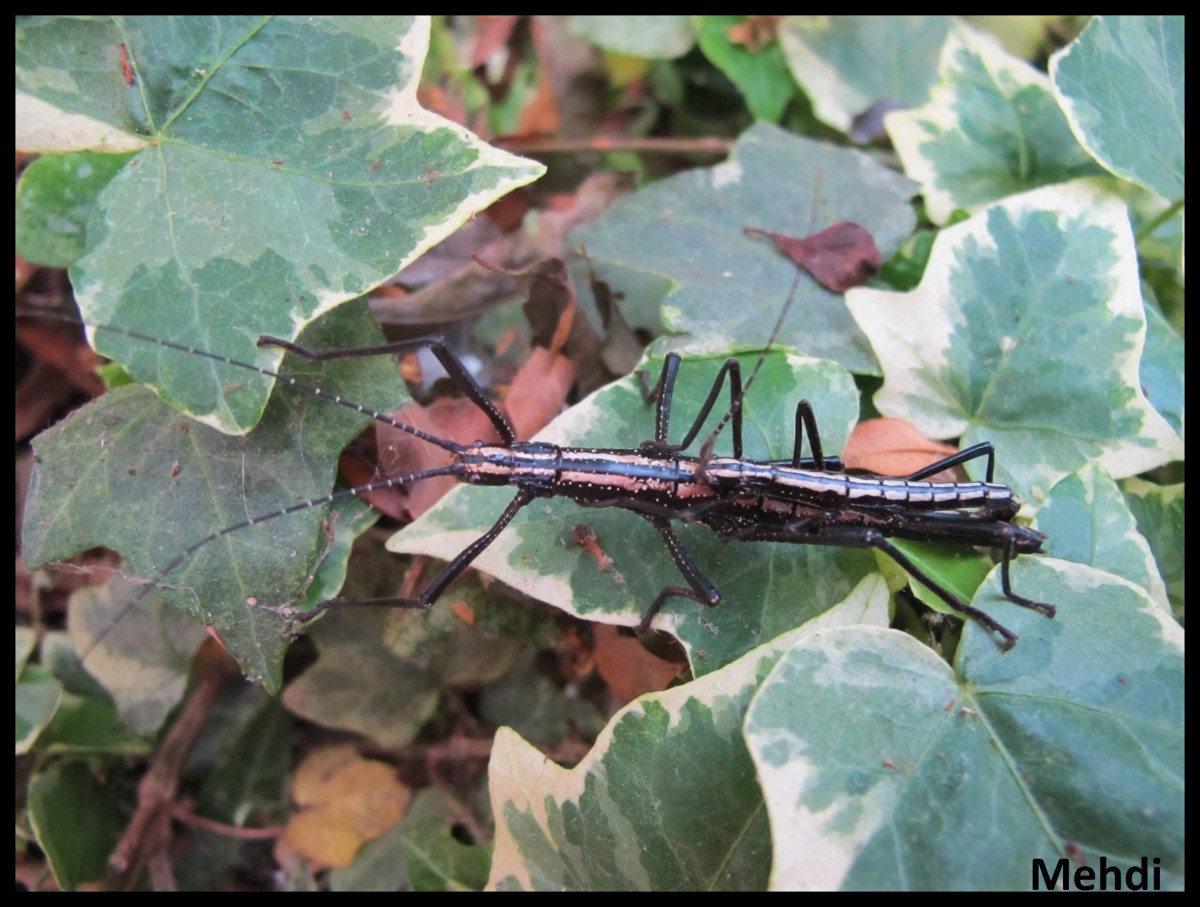 Anisomorpha buprestoides &laquo;&nbsp;Ocala&nbsp;&raquo; P.S.G. N° 12&nbsp;(USA)