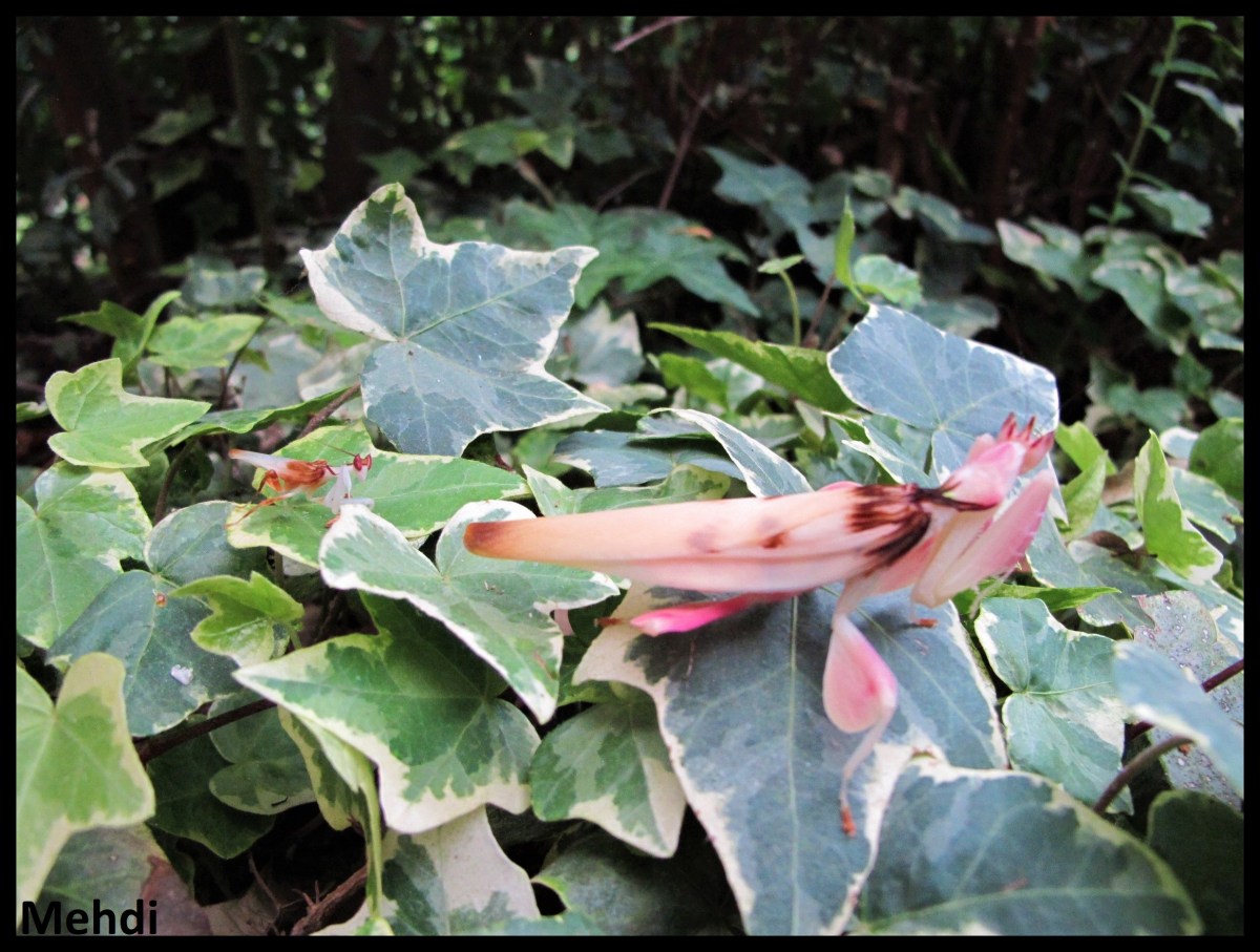 Hymenopus coronatus (Malaisie)