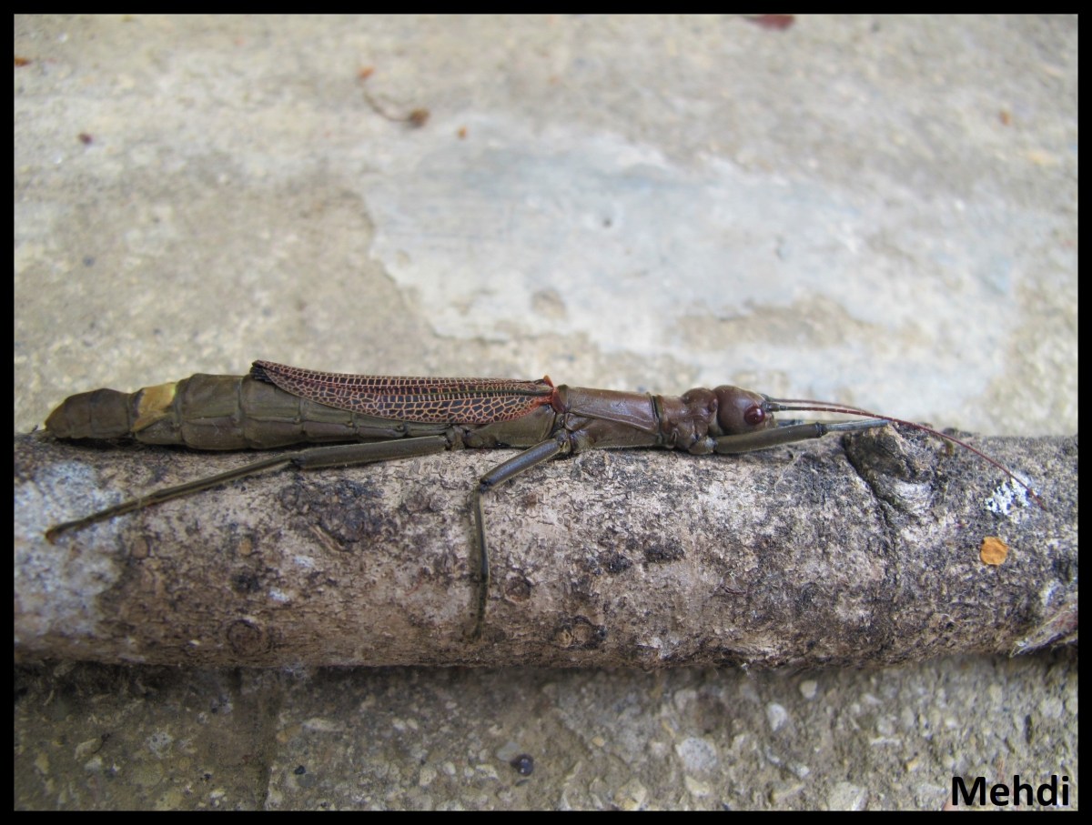 Orthomeria pandora &laquo;&nbsp;Tagumpay&nbsp;&raquo; (Philippines)