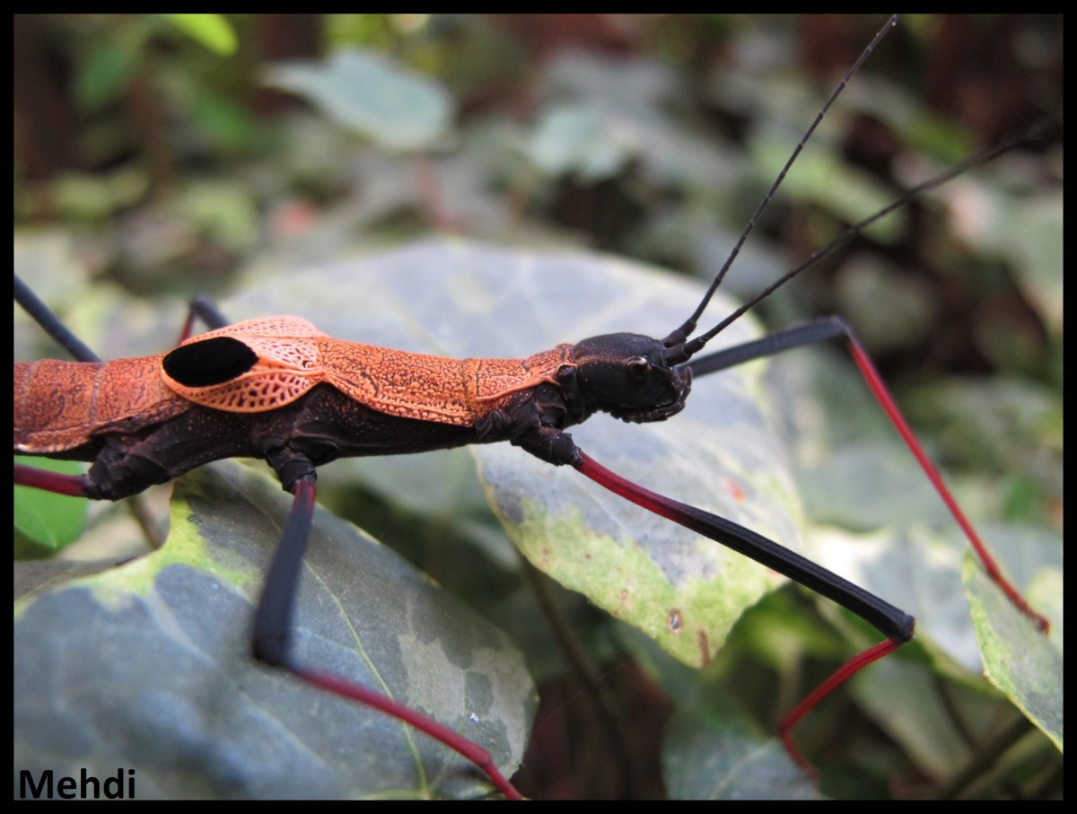 Pseudophasma scabriusculum &laquo;&nbsp;Panguana&nbsp;&raquo; (Pérou)