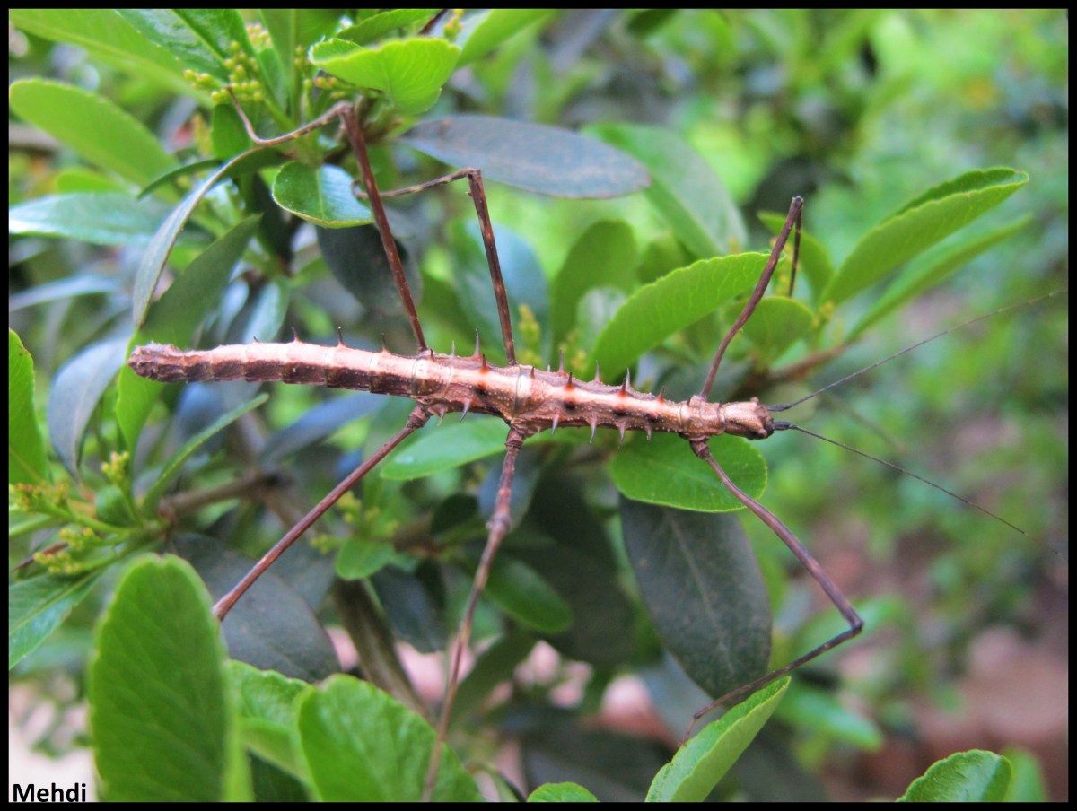 Acanthomenexenus polyacanthus P.S.G. N° 295&nbsp;(Sulawesi)