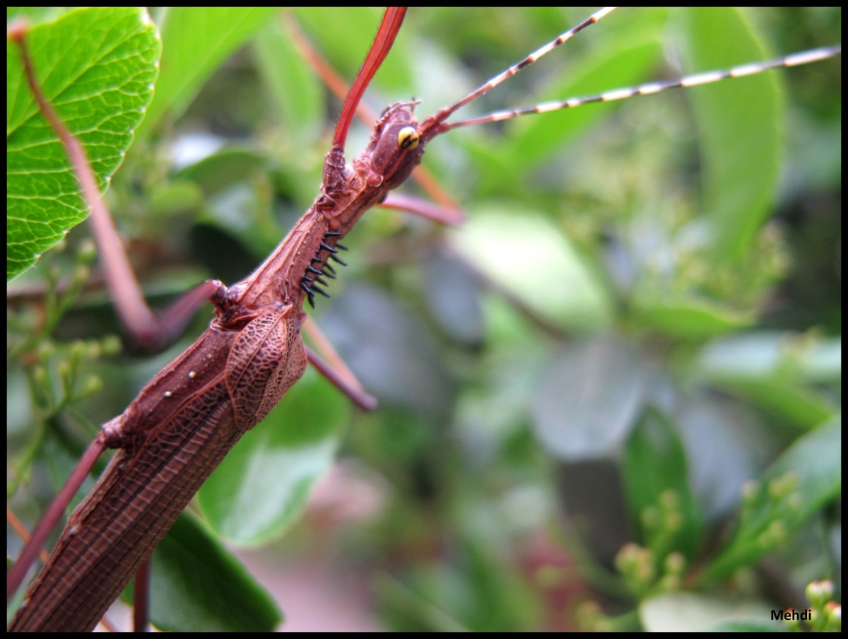 Pseudophasma acanthonotum P.S.G. N° 189&nbsp;(Venezuela)