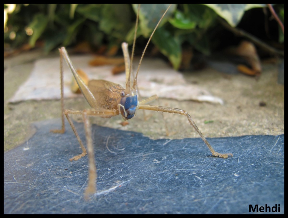 Eumecopterus incisius (Guyane)