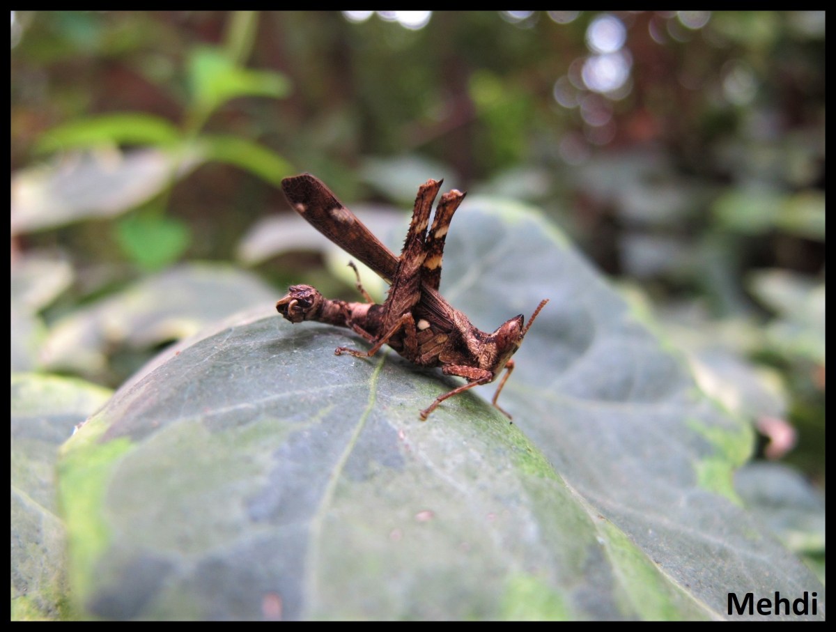 Erianthus sp (Malaisie)