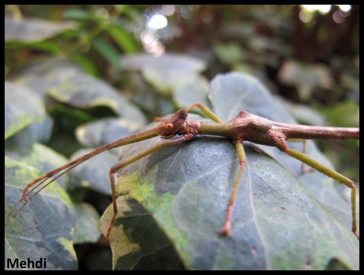 Loxopsis sp &laquo;&nbsp;Tawau&nbsp;&raquo; (Malaisie,&nbsp;Sabah)