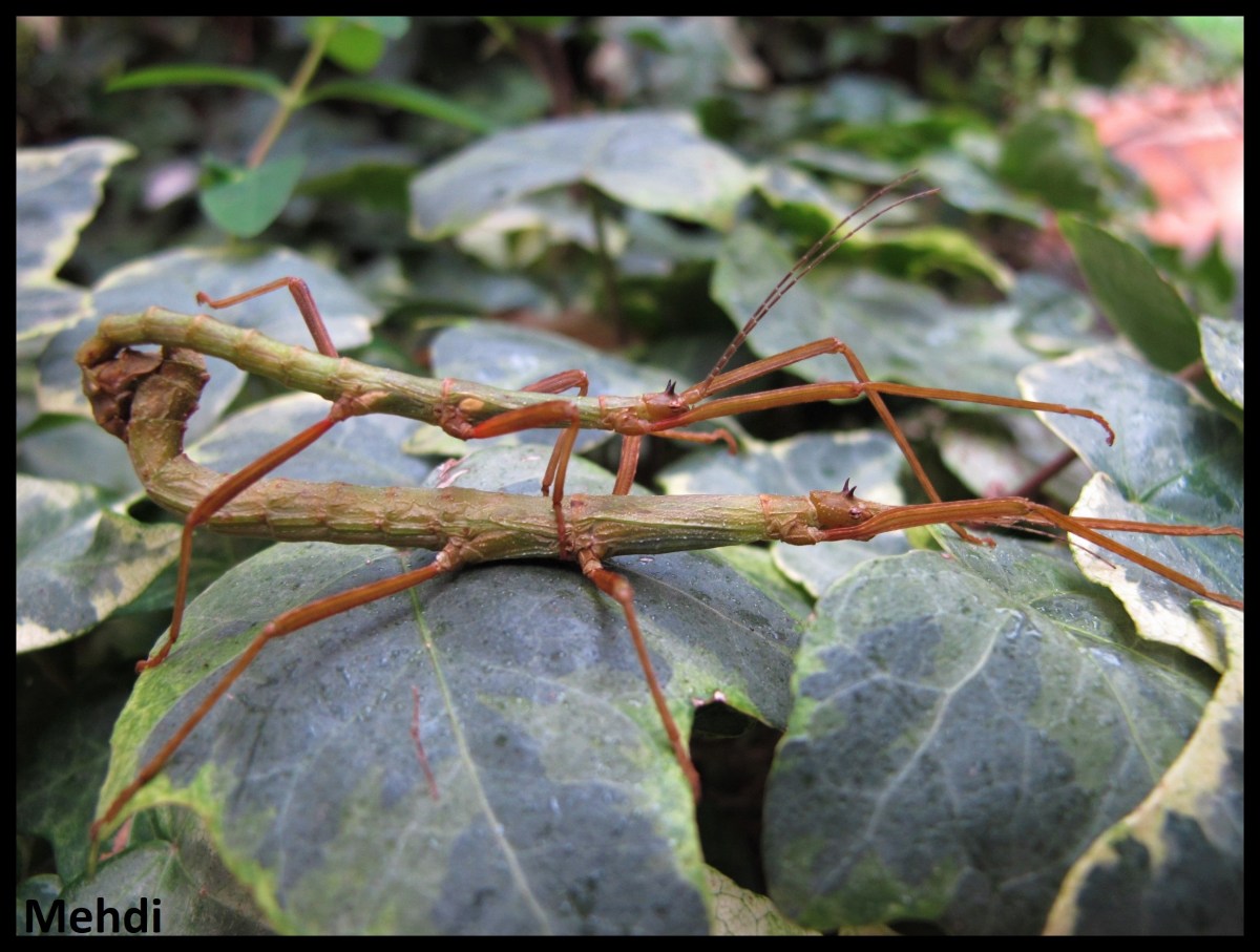 Xylica oedematosa P.S.G. N° 234&nbsp;(Tanzanie)