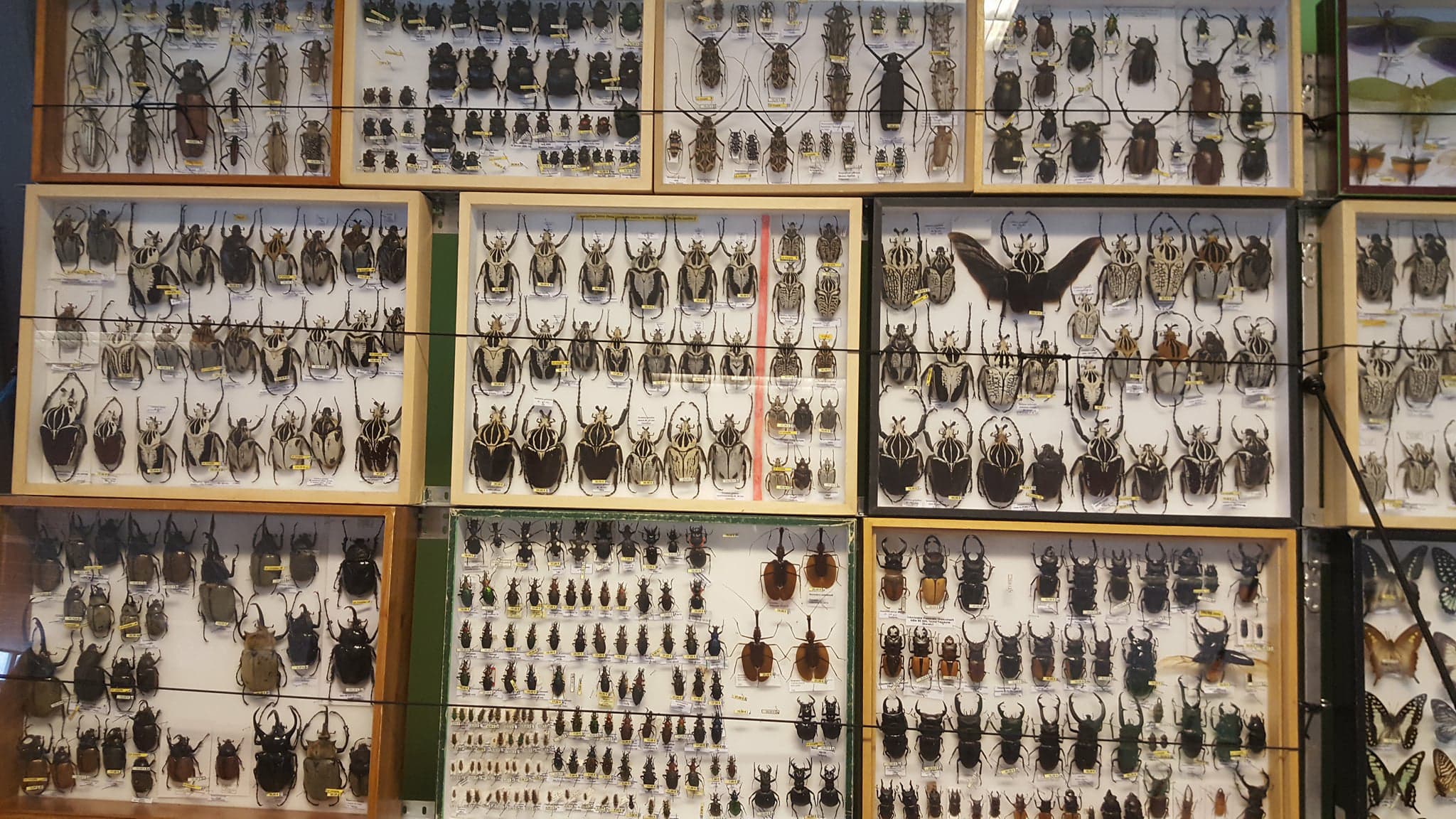 29356278_2029334090724832_6208593281857617920_o