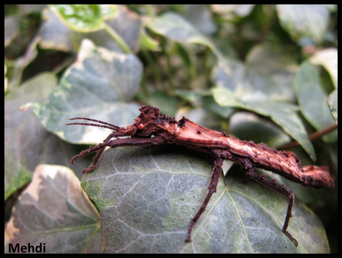 Pylaemenes sepilokensis sepilokensis &laquo;&nbsp;Sepilok&nbsp;&raquo;(Bornéo)