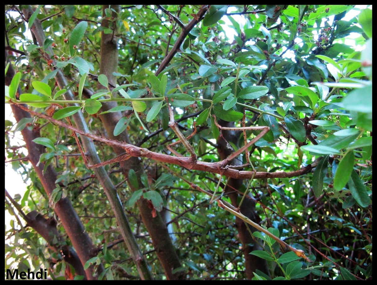 Pharnacia sumatrana &laquo;&nbsp;Halimun&nbsp;&raquo; P.S.G. N°30&nbsp;(Java)