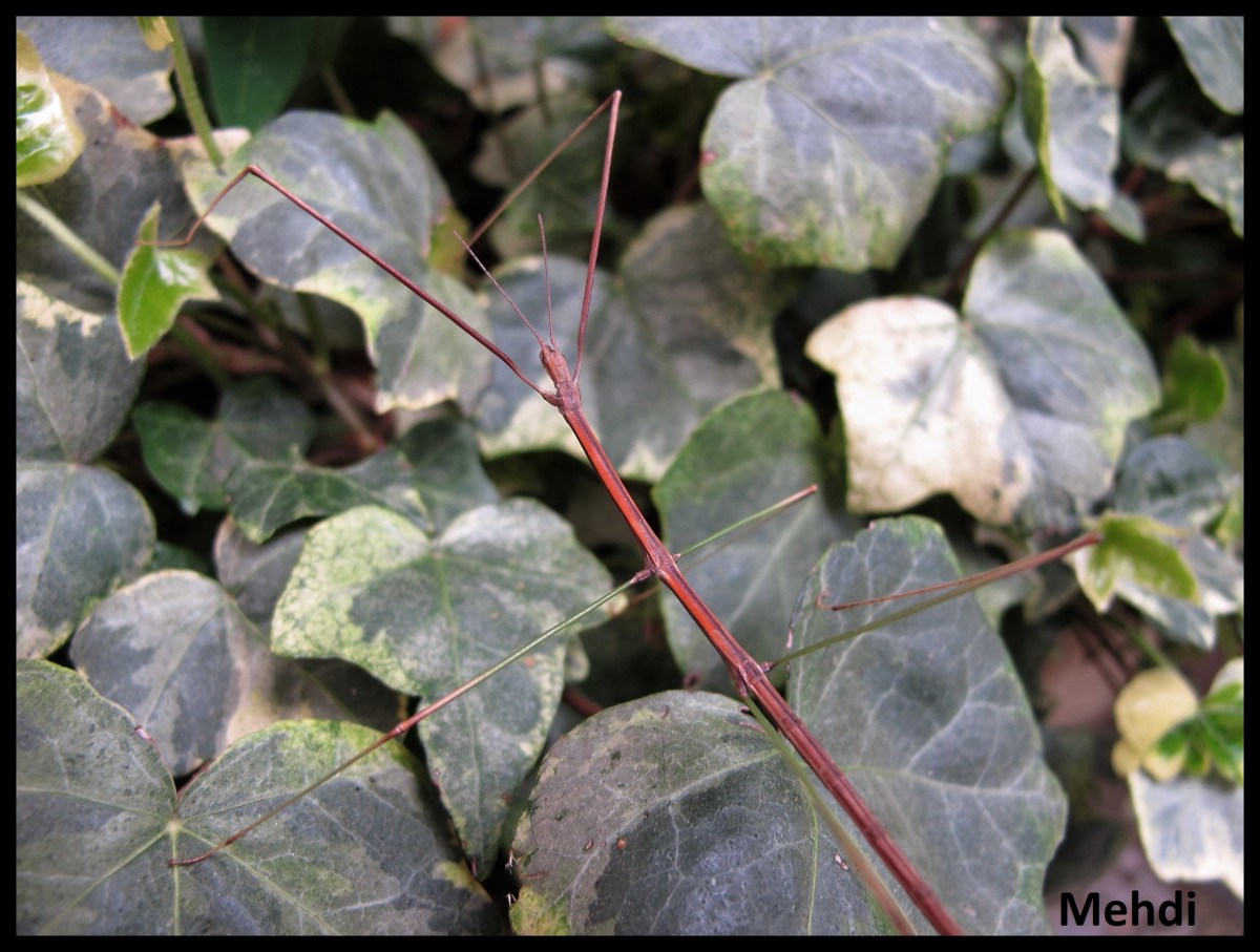 Clonaria conformans P.S.G. N° 225&nbsp;(Thaïlande)