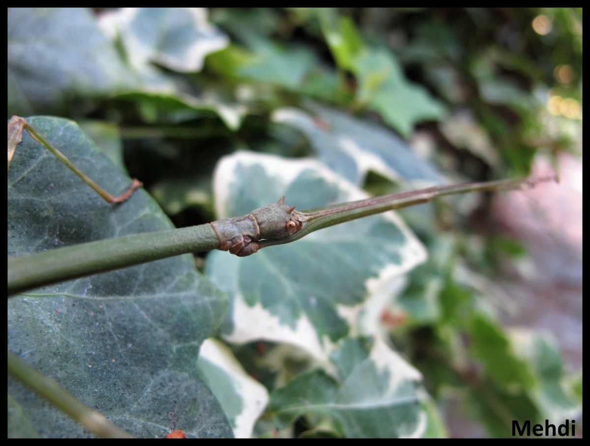 Lonchodiodes sp &laquo;&nbsp;Podcol&nbsp;&raquo; (Philippines)