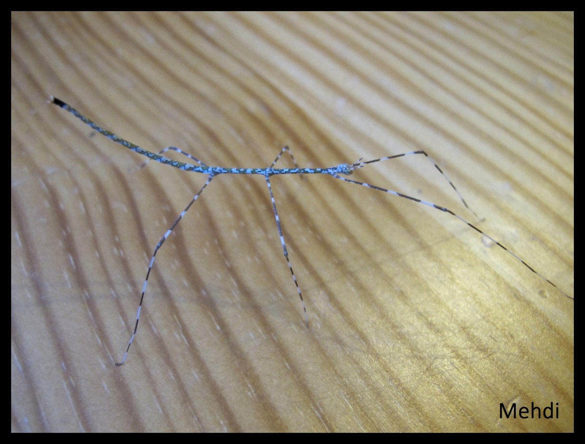 Ramulus sp &laquo;&nbsp;Togian Island&nbsp;&raquo; (Indonésie)