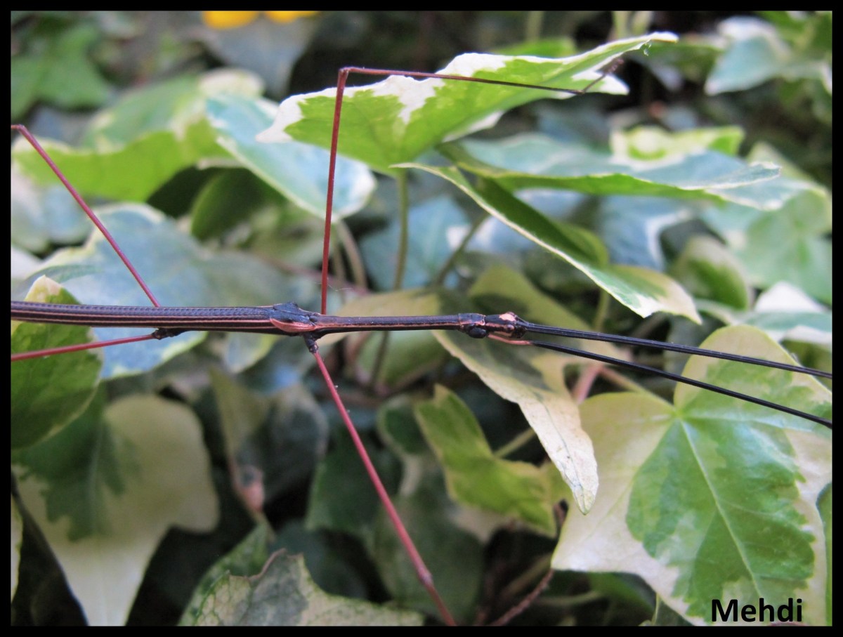 Pterulina distinctissima &laquo;&nbsp;Kon Chu Rang&nbsp;&raquo; (Vietnam)