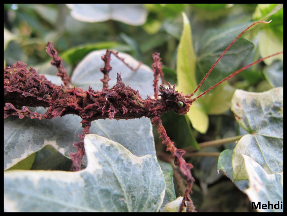 Taraxippus samarae &laquo;&nbsp;Siquirres&nbsp;&raquo; (Costa&nbsp;Rica)